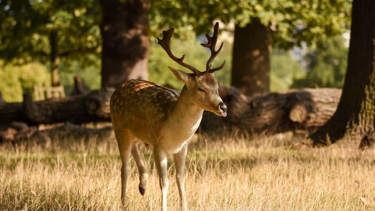 A fallow deer among the oaks in Richmond Park